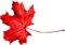 Leaf.Red - бесплатно png анимированный гифка