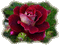 fleur, rose red, gif, Pelageya