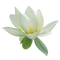 Lotus - png gratis GIF animado