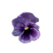 lila-flower7 - ilmainen png animoitu GIF