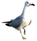 gull katrin - PNG gratuit GIF animé