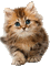 CAT - Безплатен анимиран GIF анимиран GIF