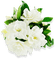 gardenia Nitsa Papacon - png gratuito GIF animata