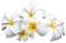 Fleur Blanc Jaune:) - gratis png geanimeerde GIF