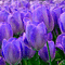 Purple Tulips Background - Zdarma animovaný GIF animovaný GIF