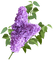 lilac - Free PNG Animated GIF