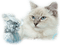 gato - ücretsiz png animasyonlu GIF