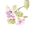 flowers anastasia - δωρεάν png κινούμενο GIF