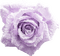 rose violette.Cheyenne63 - gratis png animeret GIF