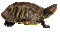 Turtle GIF 999999999 Mil - Бесплатный анимированный гифка анимированный гифка