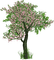 Spring Tree - δωρεάν png κινούμενο GIF