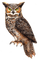 Kaz_Creations Bird Owl