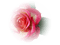 tube rose