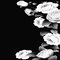 black white milla1959 - Ilmainen animoitu GIF animoitu GIF