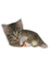Kaz_Creations Cats Cat Kittens Kitten - PNG gratuit GIF animé