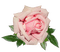Pink Rose - gratis png animerad GIF