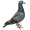 pigeon - ingyenes png animált GIF