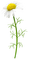 daisy white flower - PNG gratuit GIF animé