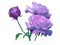 rose violette.Cheyenne63 - Free PNG Animated GIF