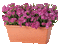 Blumenkasten - Kostenlose animierte GIFs Animiertes GIF