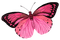 butterfly  Bb2 - png grátis Gif Animado