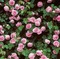 Pink roses Background - bezmaksas png animēts GIF