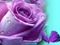 fleur mauve - gratis png animerad GIF
