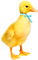 Duck.Yellow.Orange.Blue - PNG gratuit GIF animé