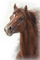 dolceluna horse spring summer vintage - Free PNG Animated GIF