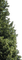 Baum - besplatni png animirani GIF