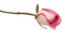 Rose Bud - besplatni png animirani GIF