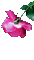 Цветок - Nemokamas animacinis gif animuotas GIF
