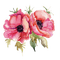 Mohnblumen,  Poppy Flowers - PNG gratuit GIF animé