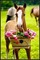 kůň - gratis png geanimeerde GIF