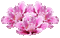 flowers peony, peonies bp - Бесплатный анимированный гифка анимированный гифка