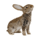 gala animals rabbit - Gratis geanimeerde GIF