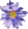 dolceluna purple flower - gratis png geanimeerde GIF