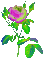 цветы - Bezmaksas animēts GIF animēts GIF
