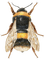 bee biene insect honey abeille - darmowe png animowany gif