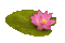 fleur de nénuphar - Бесплатный анимированный гифка анимированный гифка