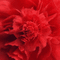 ani-blomma-röd - GIF เคลื่อนไหวฟรี GIF แบบเคลื่อนไหว