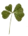 clover детелинка 3 - GIF animado grátis