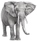Kaz_Creations Animals Elephant - png gratis GIF animasi