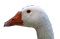 Goose - ingyenes png animált GIF