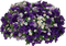 Pflanze - nemokama png animuotas GIF