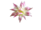 Lotus - zadarmo png animovaný GIF