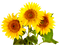 plants katrin - gratis png animeret GIF