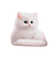 gattino bianco - nemokama png animuotas GIF