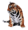 tigre ** - безплатен png анимиран GIF