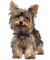 patymirabelle chien yorkshire - png gratis GIF animasi
